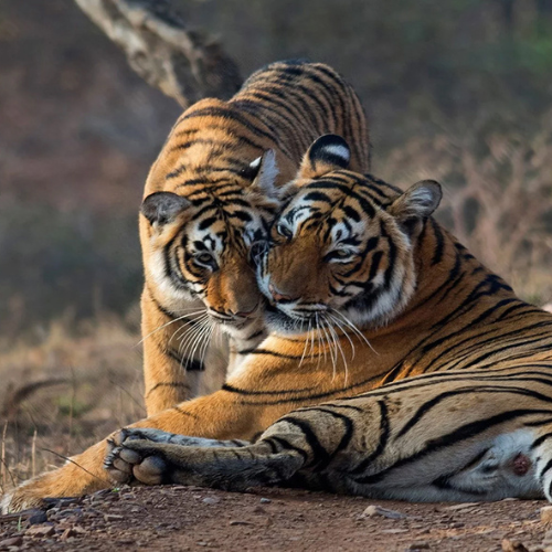Ranthambore